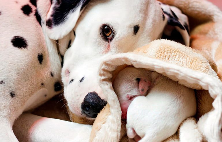 perra con sus cachorros