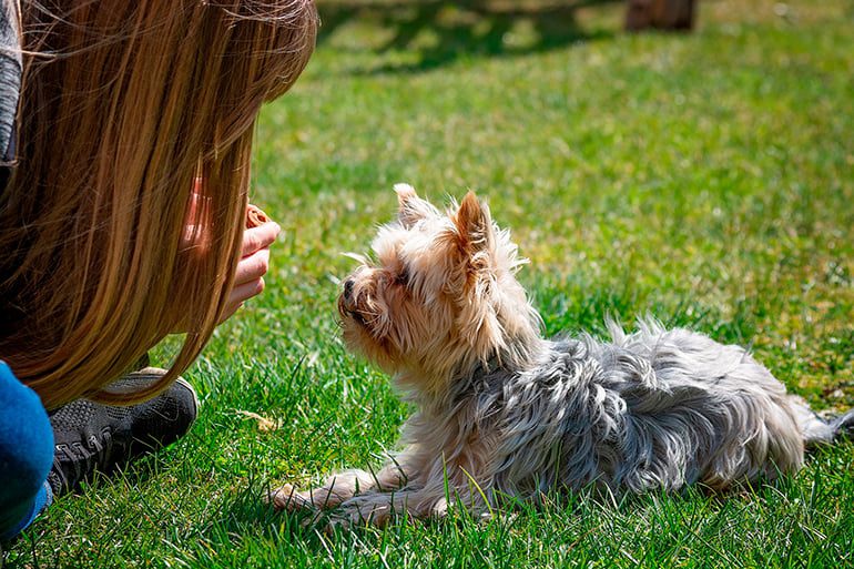 perro aprendiendo a tumbarse