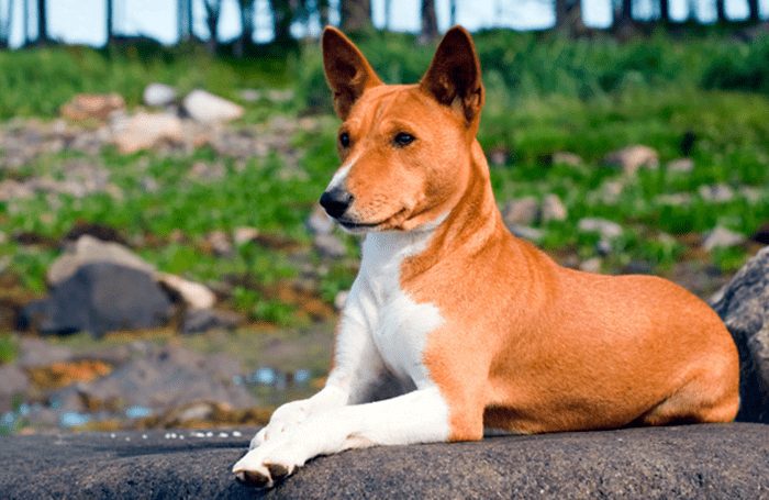 perro-basenji-tumbado-sobre-una-roca