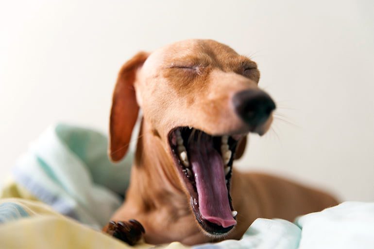 perro bostezando