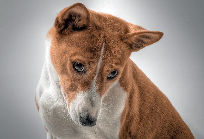 perro de raza basenji
