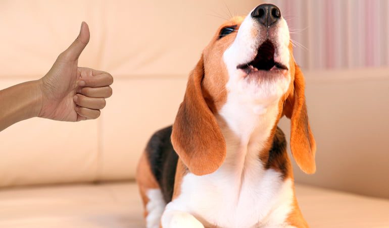 perro ladrando 1