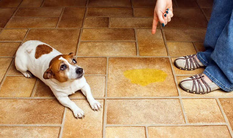 perro-ha-orinado-dentro-de-casa
