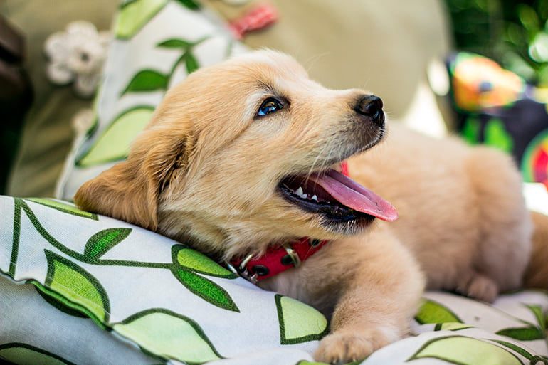 perro tras marcar el sofa