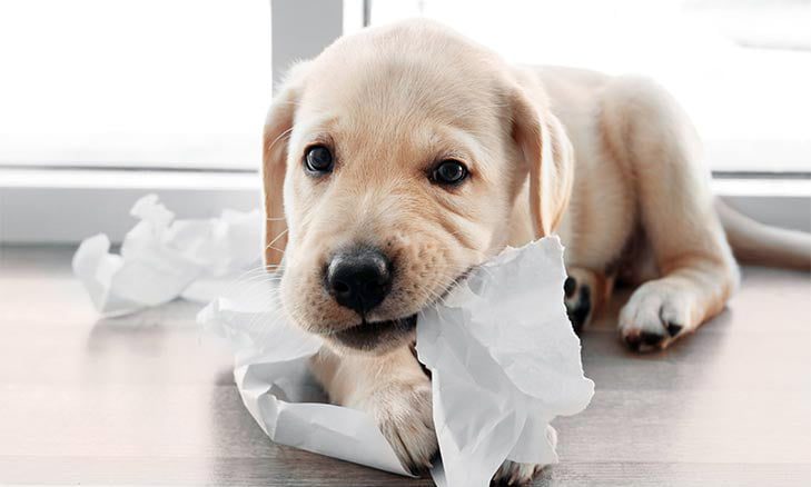 perro comiendo papel