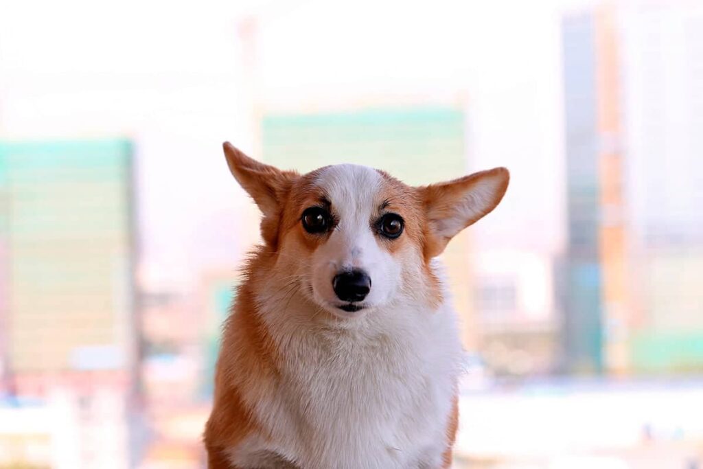 perro despues de hacer una trastada