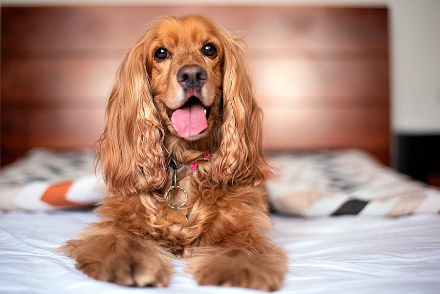 perro en la cama