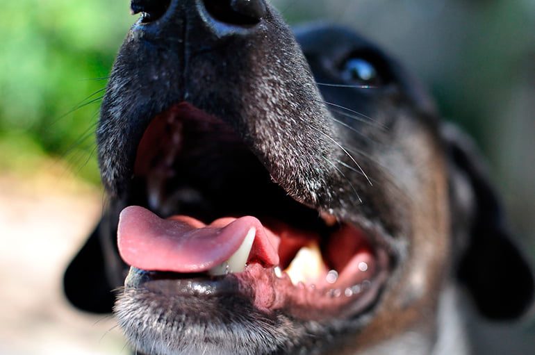perro esperando para lamer
