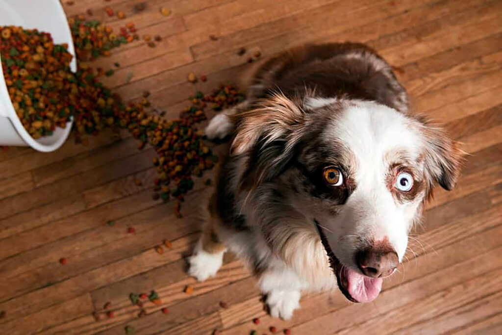 perro junto a su saco de comida