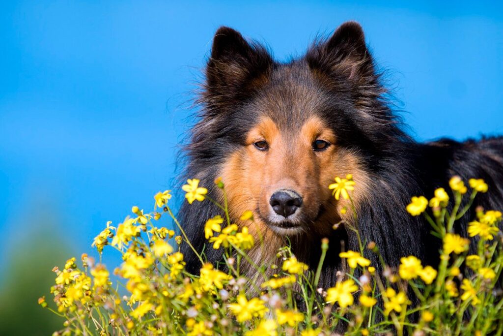 perro rodeado de flores con polen