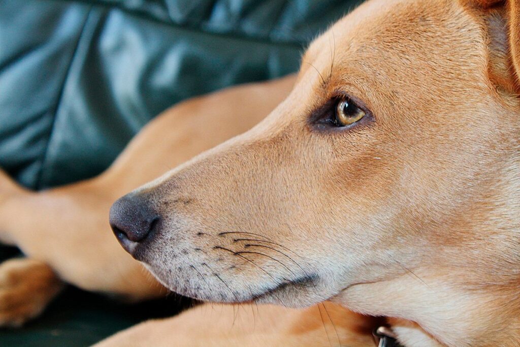 perro tumbado sobre el sofa