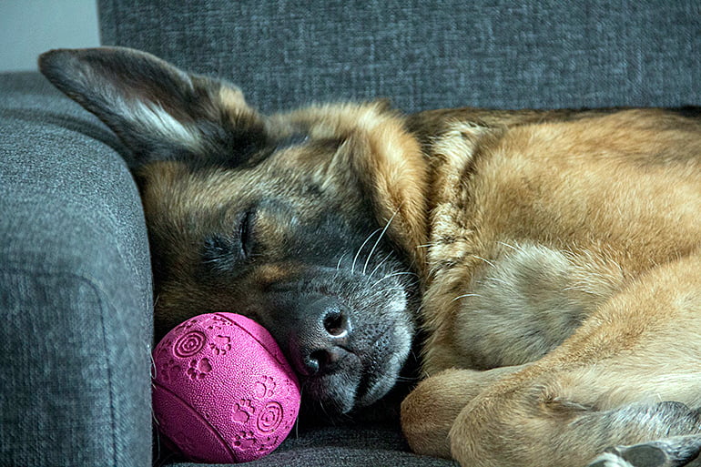 Pastor Aleman durmiendo en el sofa