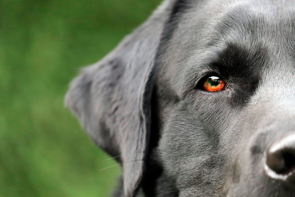 labrador retriever de color negro