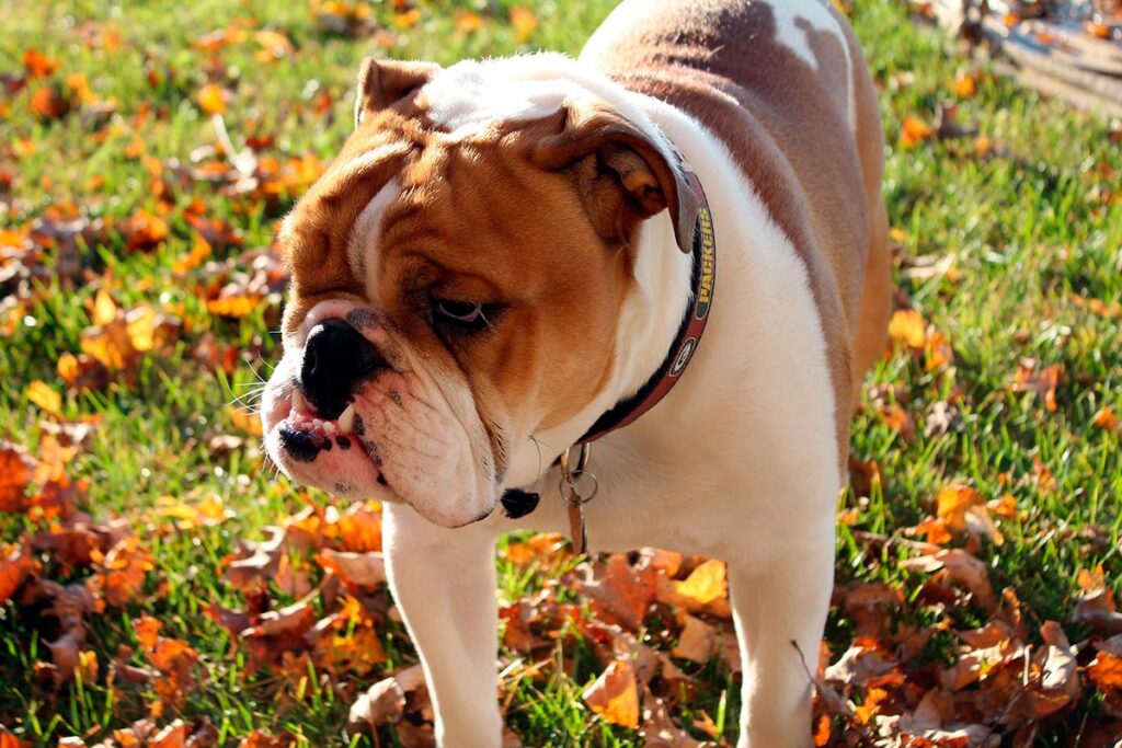 perro