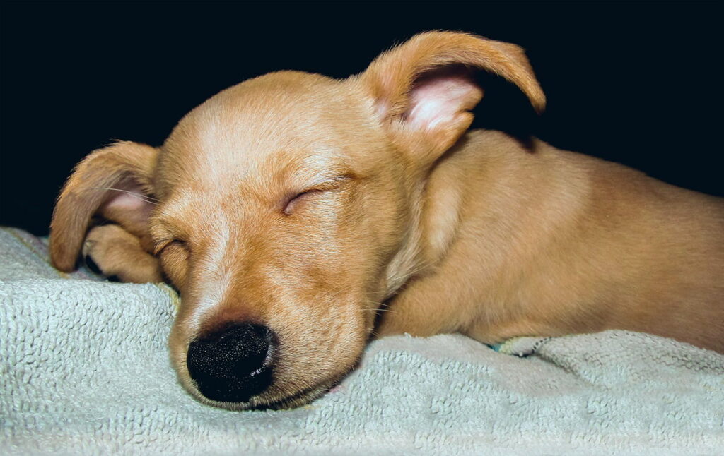 perro dormido y sonando