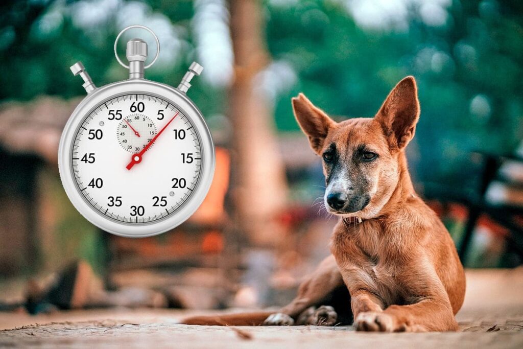 perro haciendo la digestion mientras esta tumbadpo
