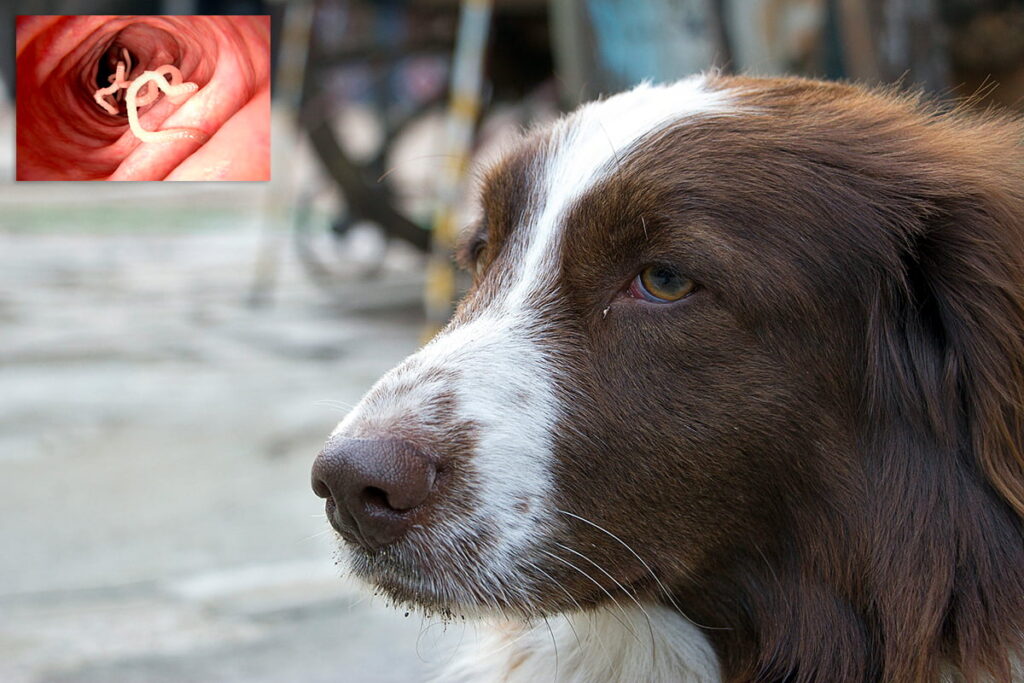 perro junto a tenia