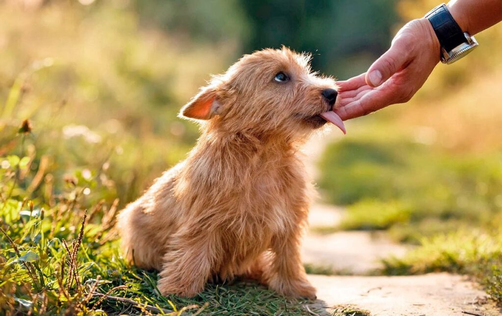 perro saca la lengua para lamer mano