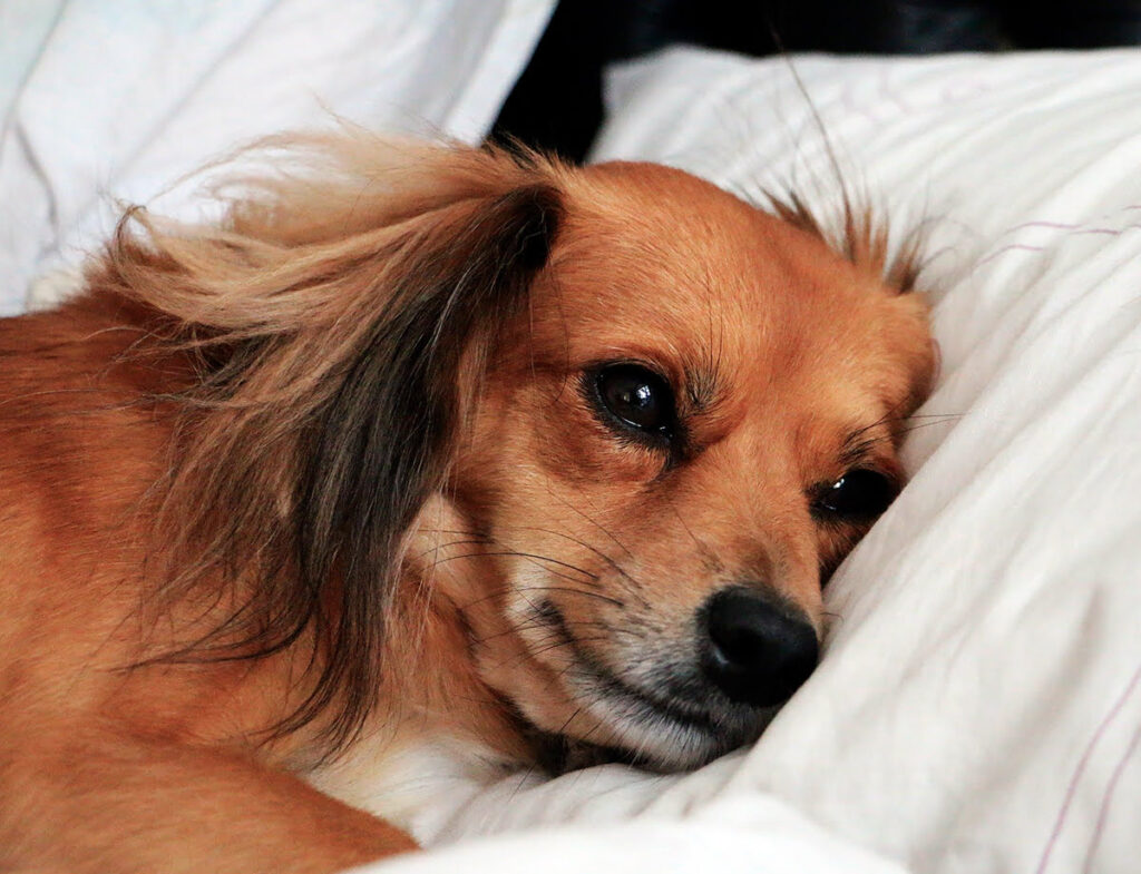 Perro enfermo tumbado en la cama