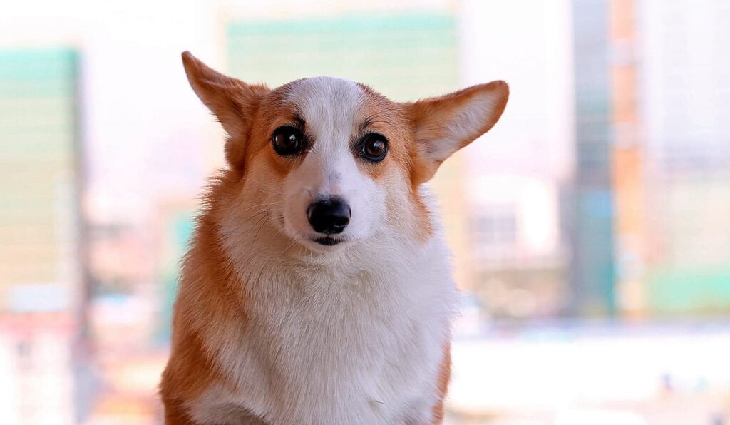 perro con mirada dominante