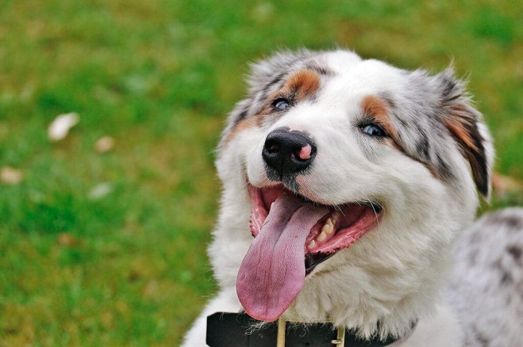 perro contento