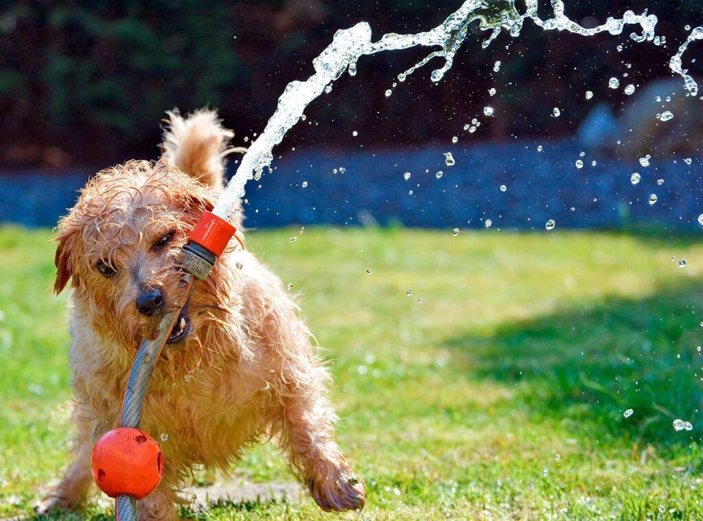 perro jugando con la manguera en el jardin