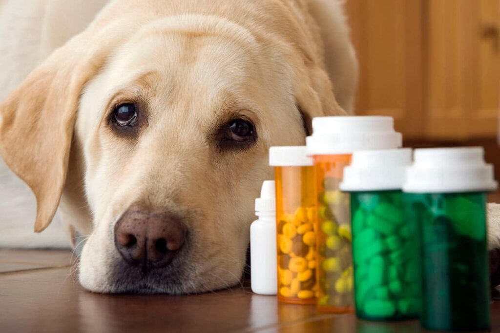 perro junto a bote de tranquilizantes