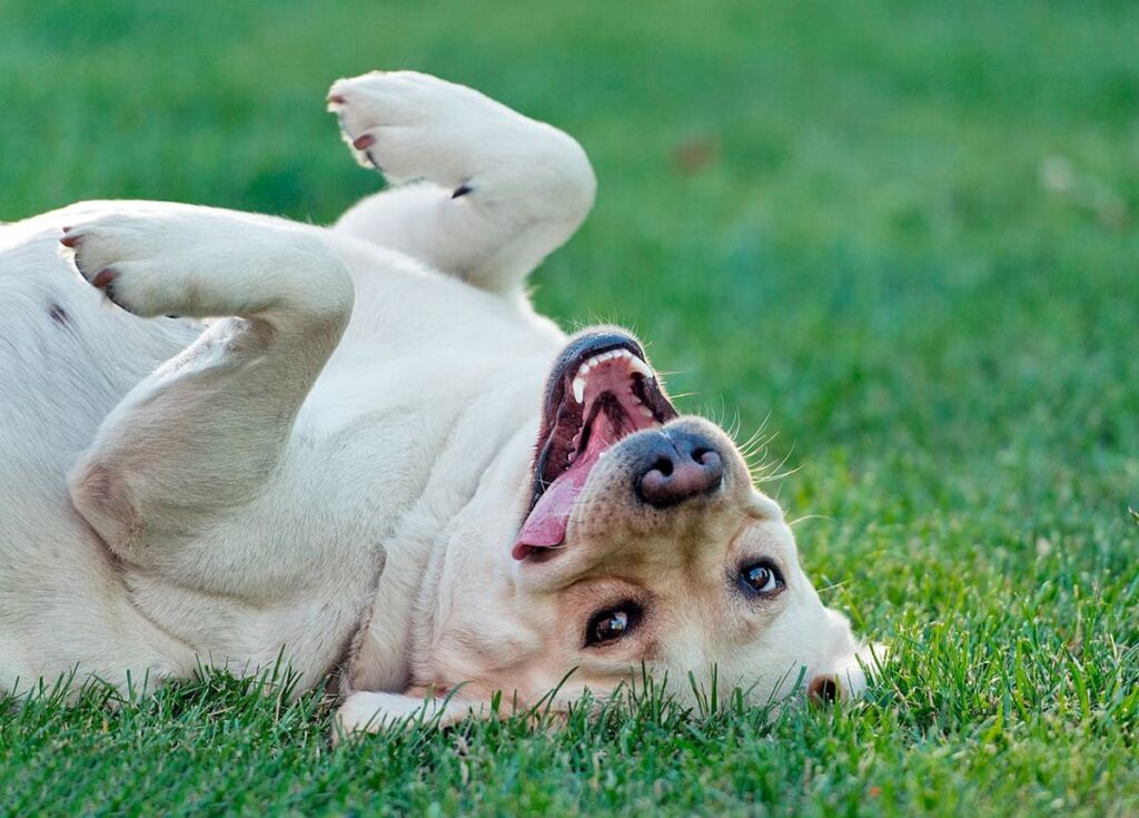 perro panza arriba