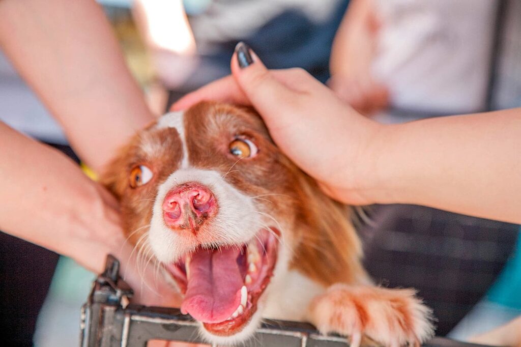 perro rescatado recibiendo mimos