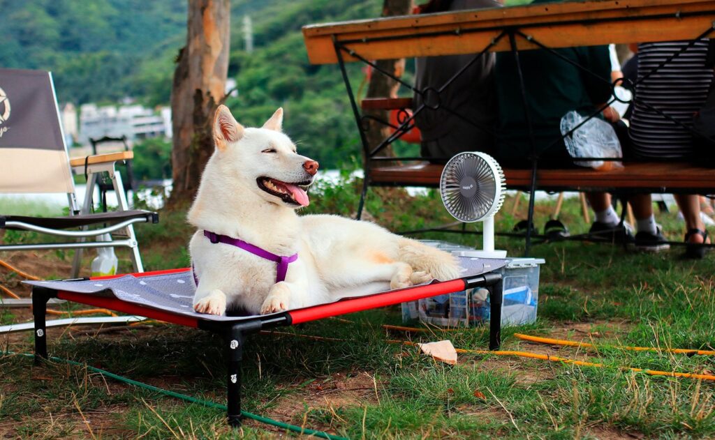 perro sobre una cama fresca con ventilador en un dia caluroso