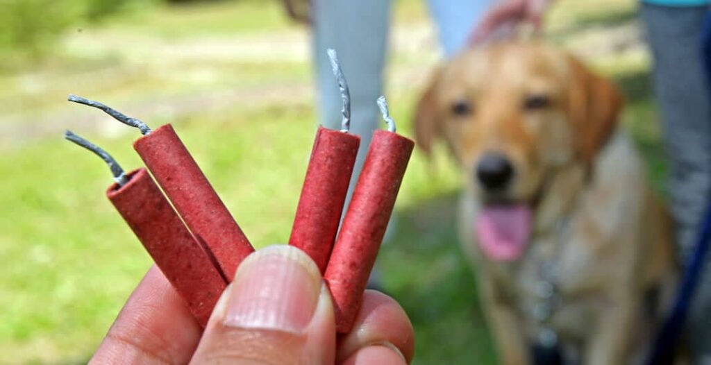 perro y pertardos