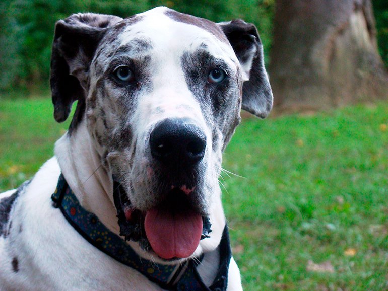 perro de gran tamano