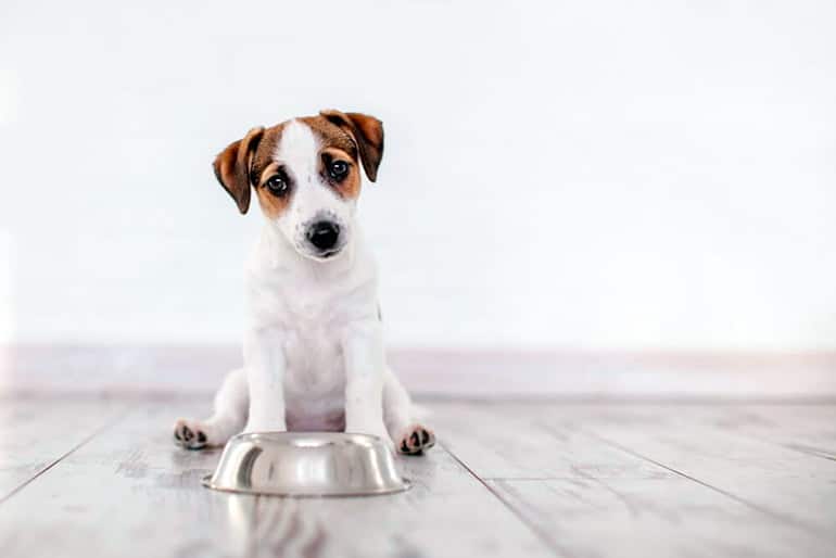 perro junto a su cuenco de comida