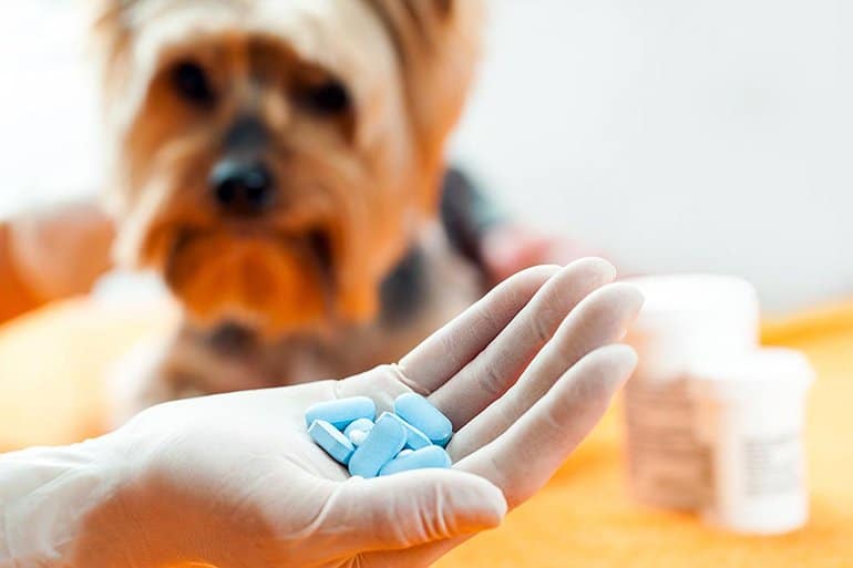 veterinario con pastillas