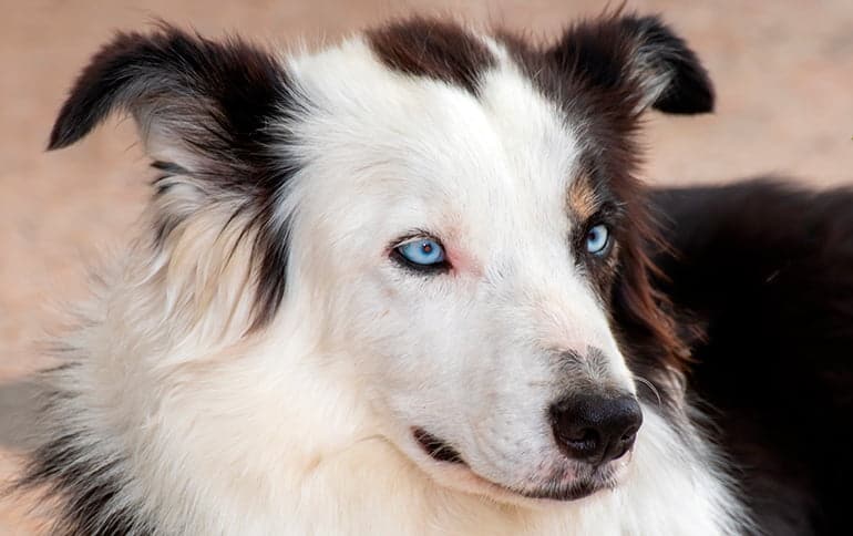 perro collie de ojos claros