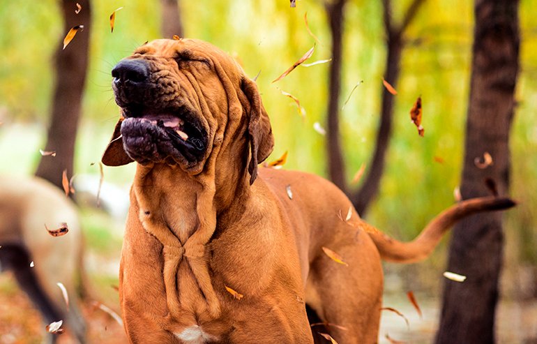 perro estornudando