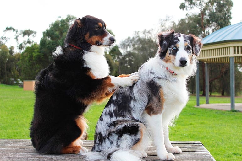 perro masajeando a otro perro