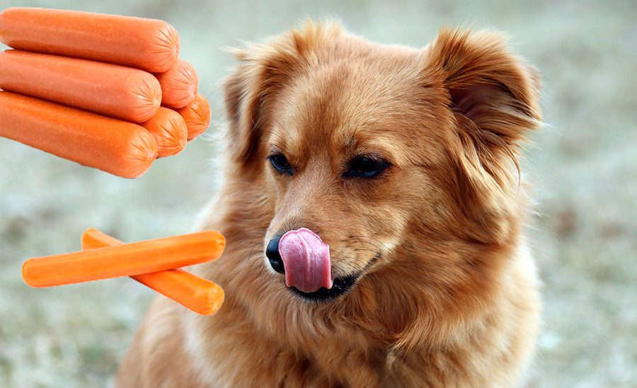 Perro comiendo salchichas