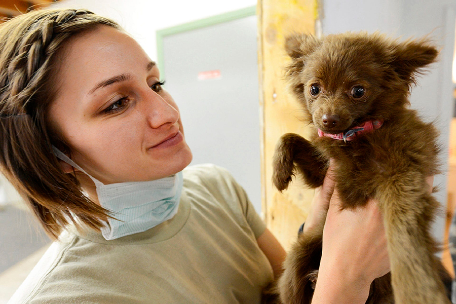 perro en el veterinario revision peritonitis