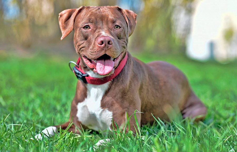Pitbull pura sangre