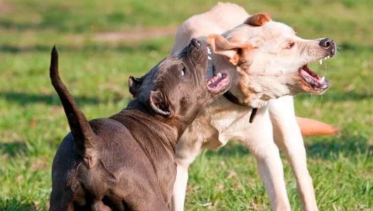 perros de presa peleando