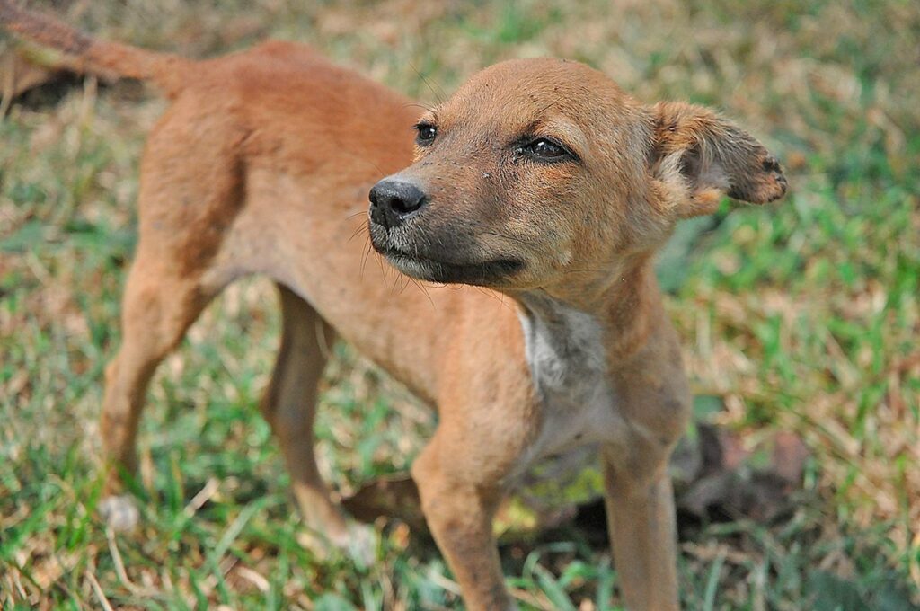 cachorro de perro callejero