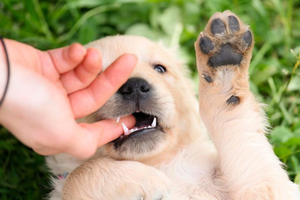 cachorro sordo