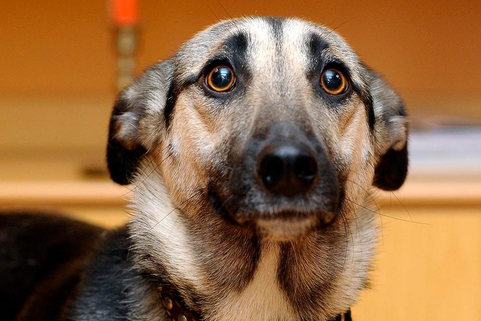 perro asustado