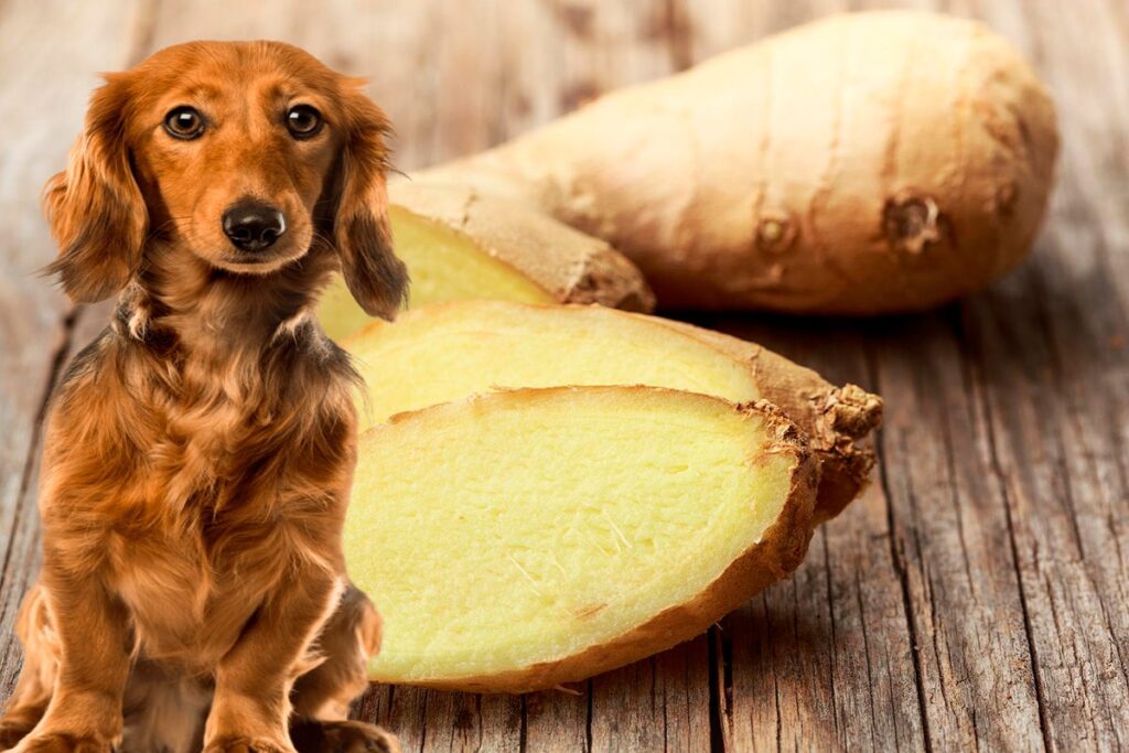 perro y jengibre