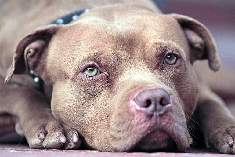 Pitbull