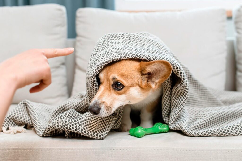 castigando a un perro