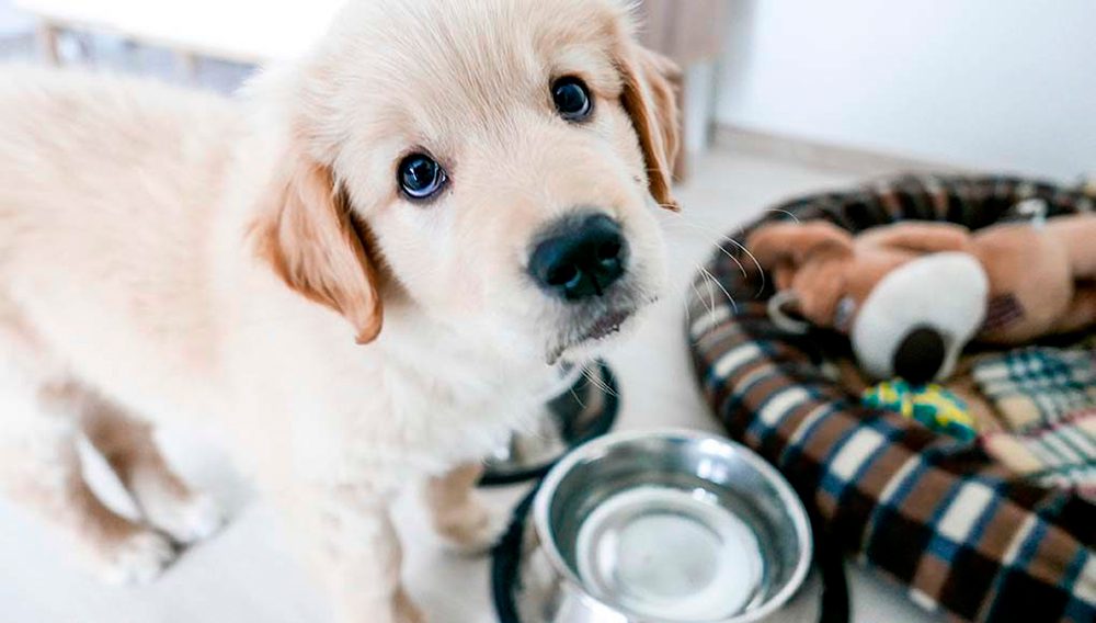 como ensenar a un cachorro a quedarse solo