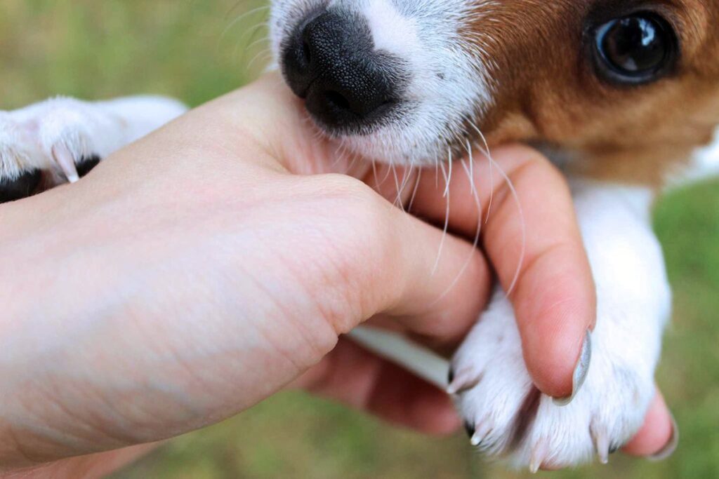 perro agrsivo mordiendo una mano