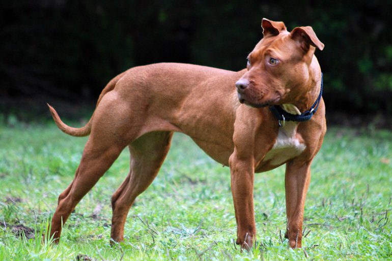 perro american pitbull terrier